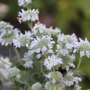 Pycnanthemum Pilosum - Hairy Mountain Mint seed