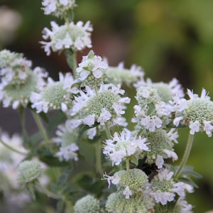 Pycnanthemum Pilosum Hairy Mountain Mint seed image 1