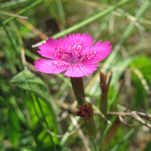 Dianthus Deltoides Maiden Pink seed image 3