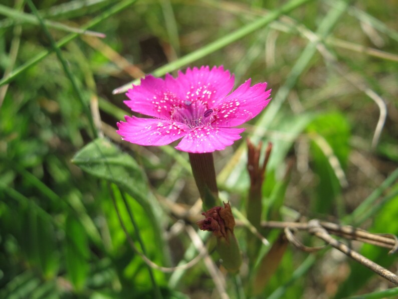 Dianthus Deltoides Maiden Pink seed image 3