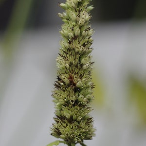 Agastache Foeniculum - Liquorice White seed
