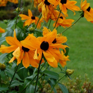 Rudbeckia Hirta - Marmalade seed