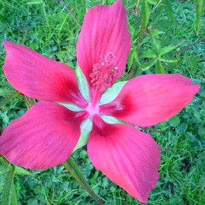 Texas Red Star Hibiscus
