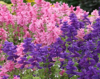Salvia Horminum - Clary Color Mix seed