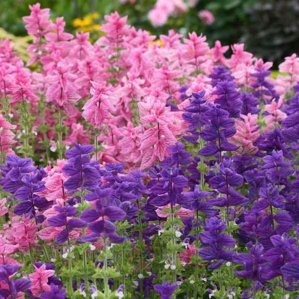 Salvia Horminum - Clary Color Mix seed