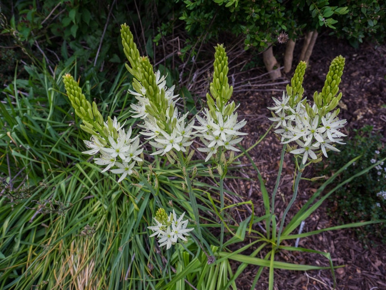 Camassia Leichtinii Alba Leichtins Camass Seed image 2