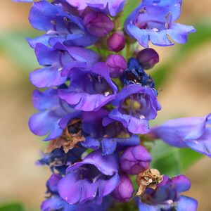 Penstemon Alpinus seed image 5