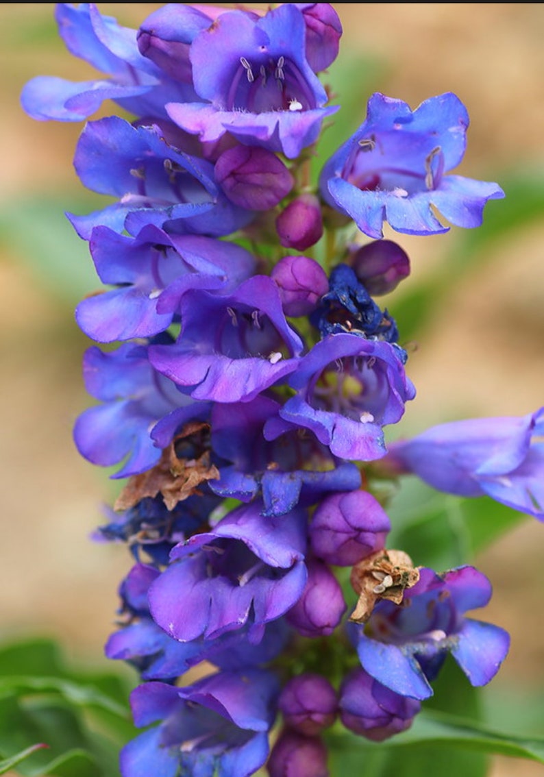 Penstemon Alpinus seed image 5