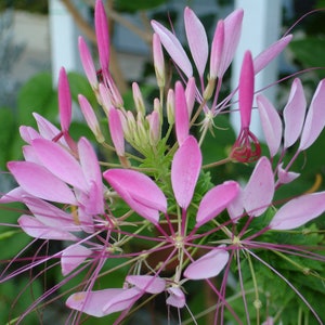 Cleome Hassleriana - Violet Queen seed