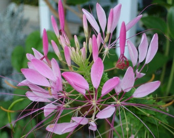 Cleome Hassleriana - Violet Queen seed