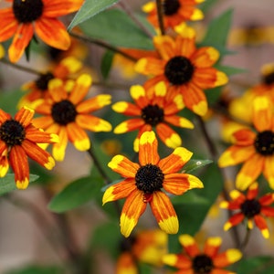 Rudbeckia Triloba - Prairie Glow seed