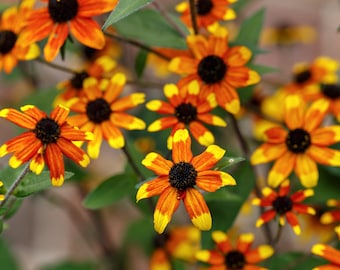 Rudbeckia Triloba - Prairie Glow seed