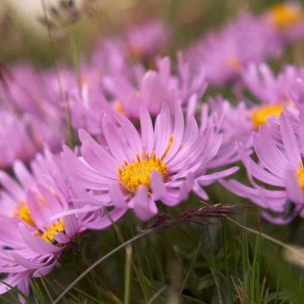 Aster Alpinus - Formula Color Mix seed