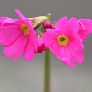 Primula Rosea - Gigas seed