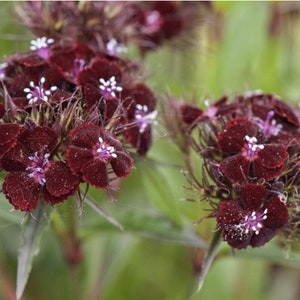 Dianthus Barbatus Nigrescens Black Sweet William seed image 1