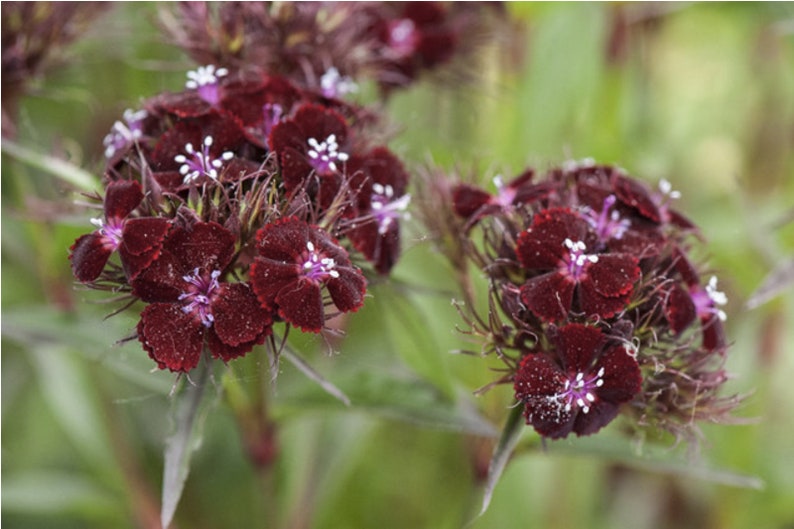 Dianthus Barbatus Nigrescens Black Sweet William seed image 1