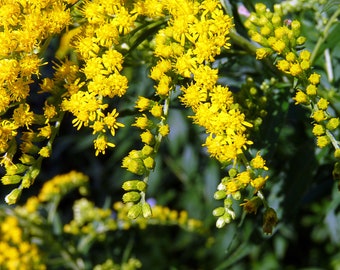 Ageratum - Lonas Inodora - Ageratum Yellow seed
