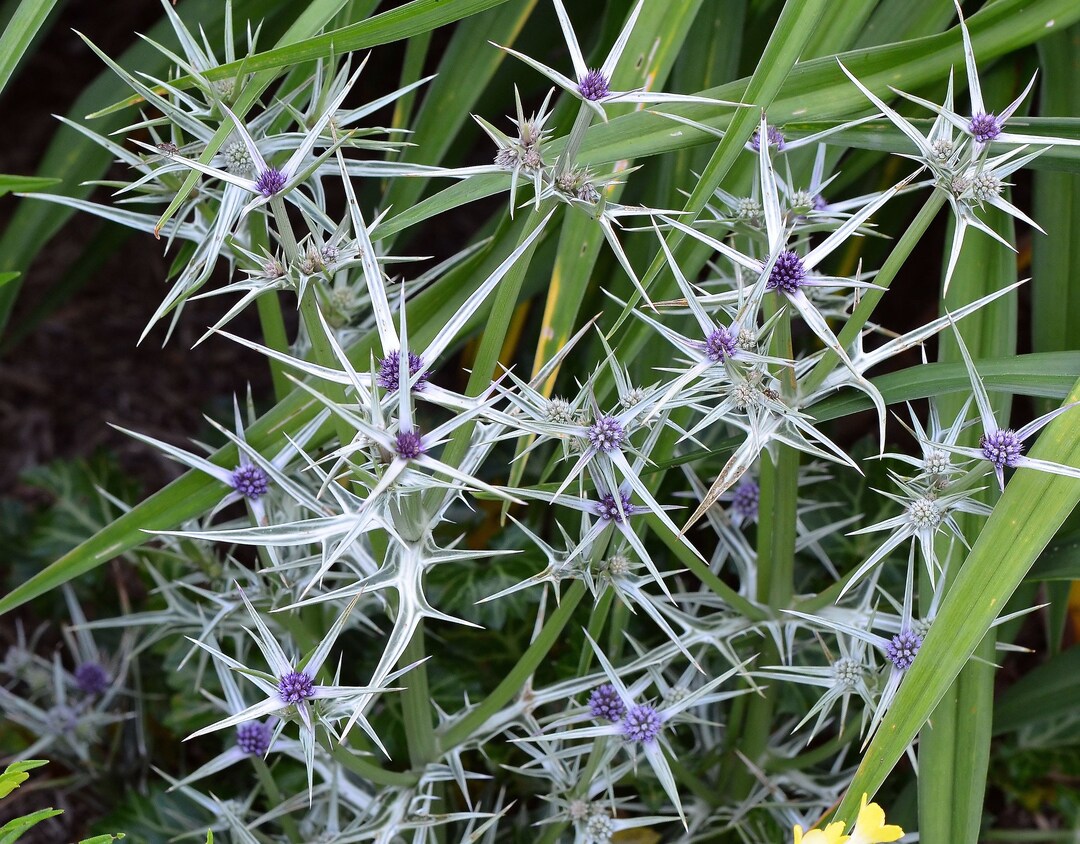 Eryngium Variifolium Miss Marble Seed Etsy Singapore