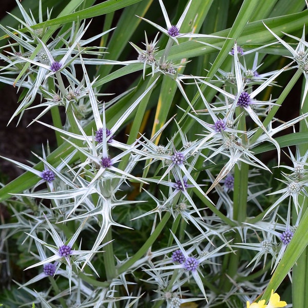 Eryngium Variifolium - Miss Marble seed