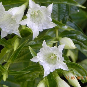 Gentiana Asclepiadea Alba seed image 2