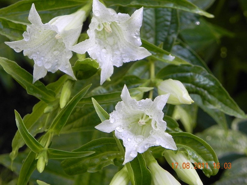 Gentiana Asclepiadea Alba seed image 2