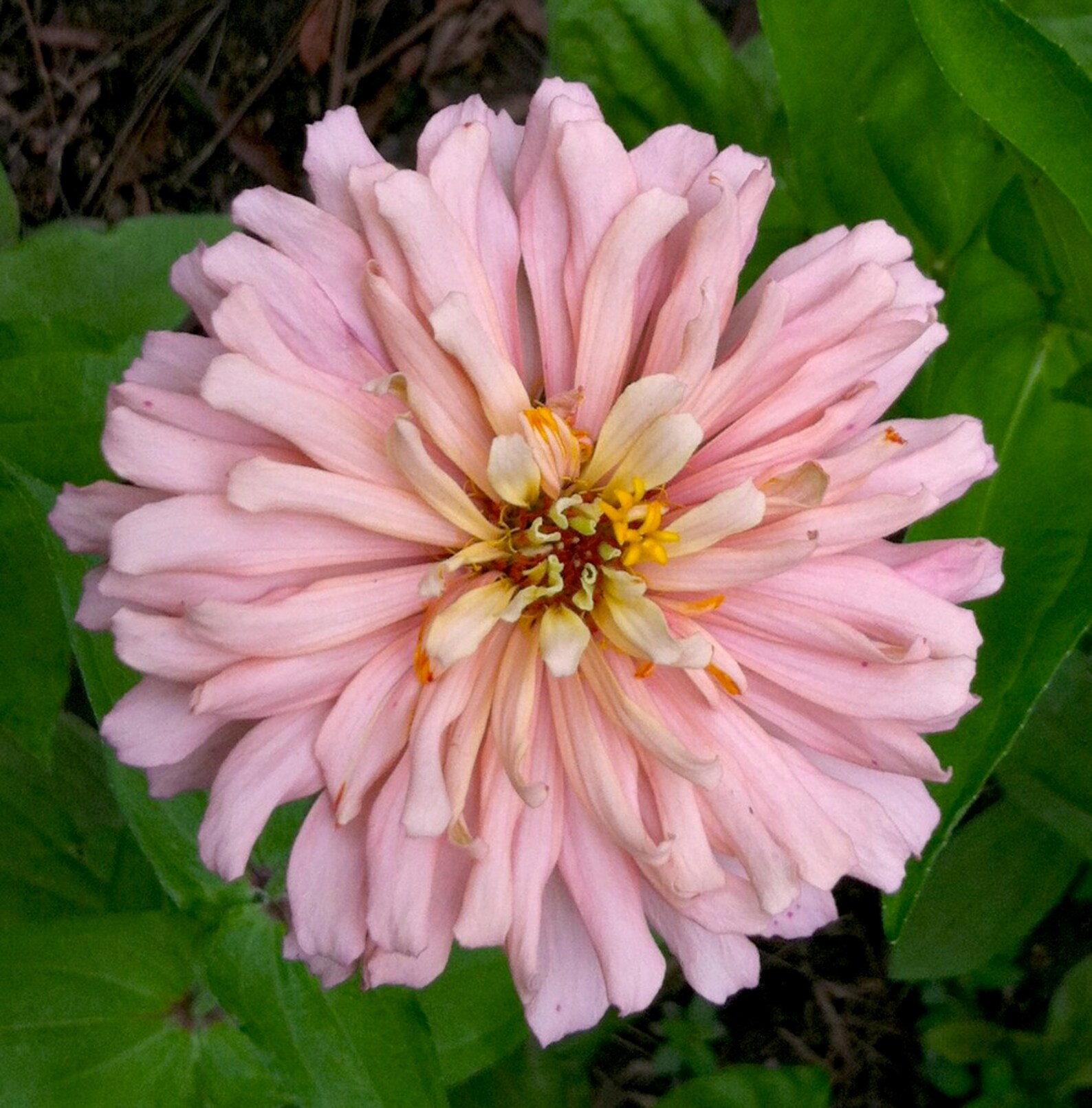 Zinnia Cactus Mix seed 75 cents Shipping on single or Etsy
