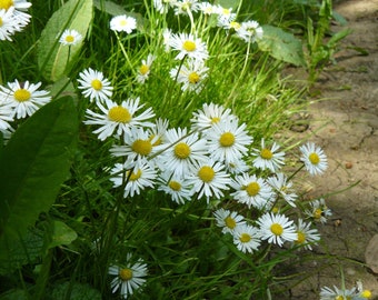 Bellis Perennis - Super Enorma White seed