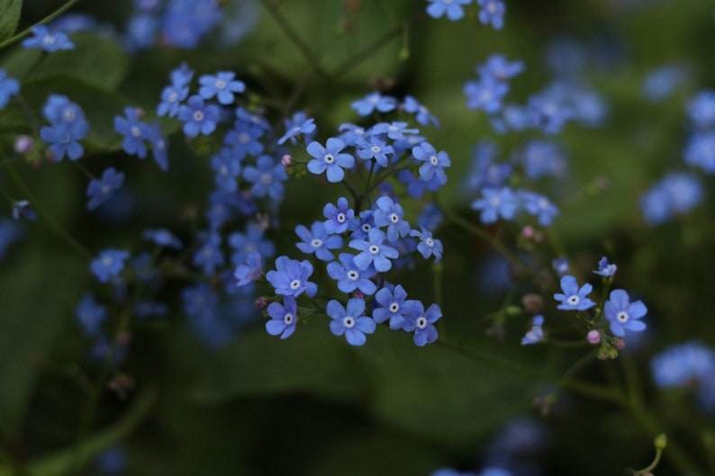 Myosotis Sylvatica Blue Forget me Not seed image 8