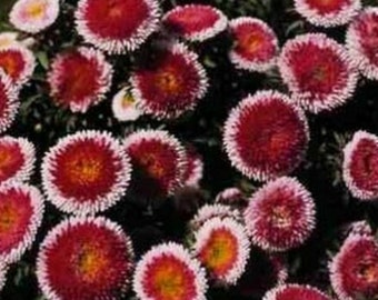 Aster - Callistephus Pompon - Hi-No-Maru Mix seed