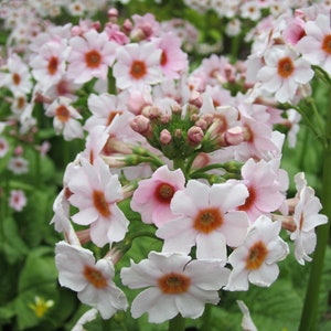 Primula Japonica Apple Blossom seed image 4