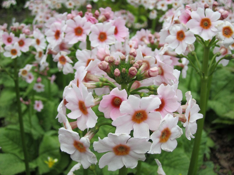 Primula Japonica Apple Blossom seed image 4