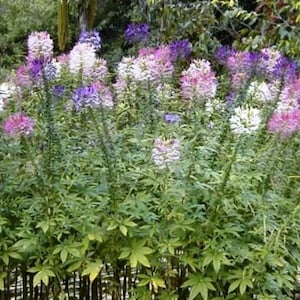 Cleome Hassleriana - Color Mix seed