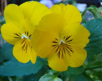 Viola Cornuta - Yellow Perfection seed