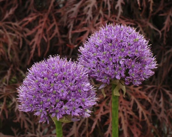 Allium Jesdianum seed