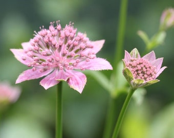 Astrantia Maxima seed