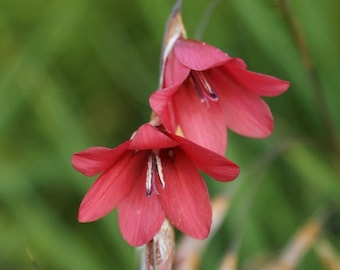 Dierama Igneum seed