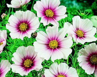 Cosmos Bipinnatus - Day Dream seed