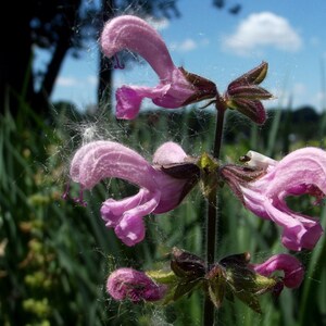 Salvia Pratensis - Rose Rhapsody seed