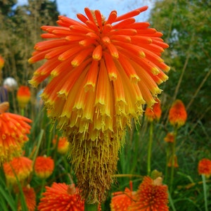 Kniphofia rooperi seed