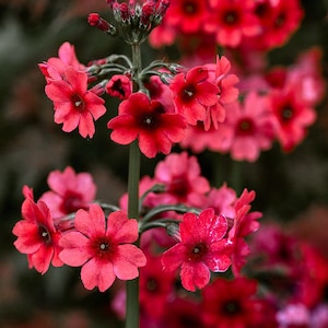 Primula Japonica Mix seed