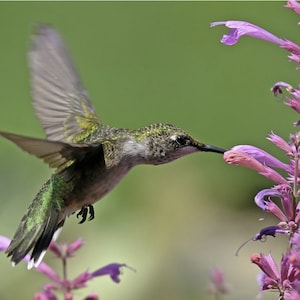 Agastache Aurantiaca - Fragrant Carpet color mix seed