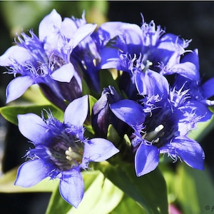 Gentiana Septemfida var. – Lagodechiana seed