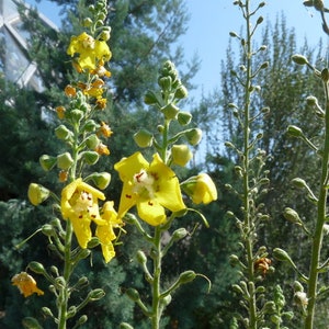 Verbascum Roripifolium seed