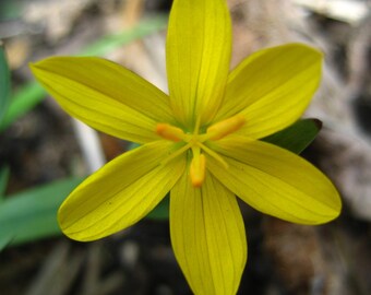 Sisyrinchium Brachypus - Yellow Eyed Grass seed