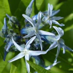 Amsonia Orientalis - European Bluestar seed