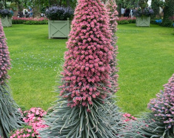 Echium Pininana (3 color) 'Tower of Jewels' seed