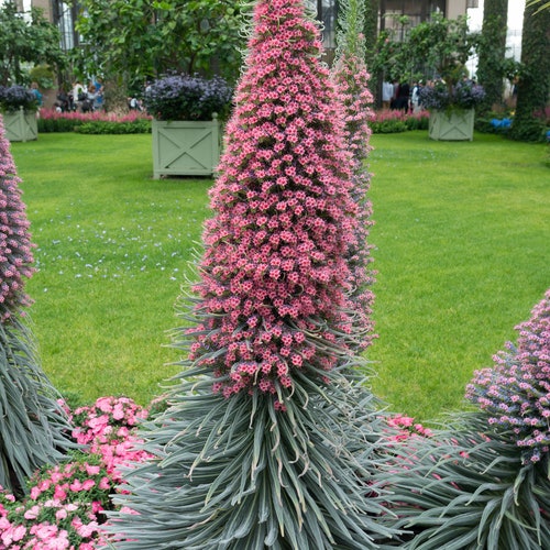 Echium Pininana 3 Color 'tower of Jewels' Seed Etsy