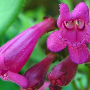 Penstemon Pseudospectabilis - Desert Penstemon seed