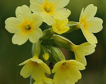 Primula Elatior -  True Oxlip seed