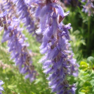 Salvia Jurisicii seed